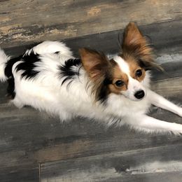 Abby - Papillon