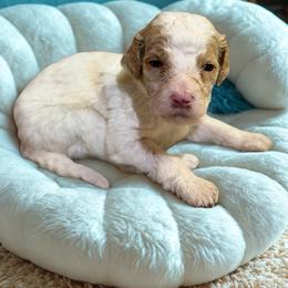 Jax - Parti male Goldendoodle puppy in Ellenburg Center, New York from Kristin's Puppies
