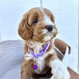 Lavender - Red female Australian Labradoodle puppy in Auburn, California from Poodles and Labradoodles breeder