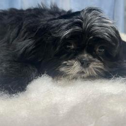 Milo - Black and white male Shih Tzu puppy in Tenino, Washington from Fantasy Realm Shih Tzus