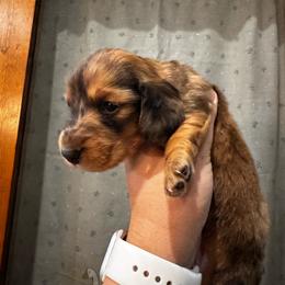 Patches - Dapple male Dachshund puppy in Licking, Missouri from Bean Creek Dachshunds & Terriers