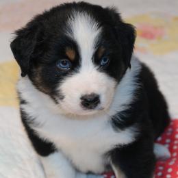 Countdown - Black tri-color male Australian Shepherd puppy in Noxon, Montana from MITIN Aussies AKC Standard Australian Shepherds