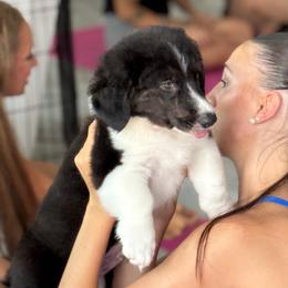 Black and White (w-Brindle Pts) Fluffy Male - Black and white male American Corgi puppy in Virginia from Massanutten Corgis