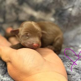 CKC chocolate - Chocolate female Dachshund puppy in Chittenango, New York from Diamond Dachshunds
