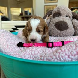 Gingerbread - Red  female Goldendoodle puppy in Chino Valley, Arizona from Bass Creek Doodles