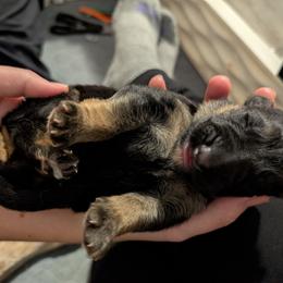 Red Collar - Black and tan male German Shepherd puppy in Millan, Illinois from Volhouden German Shepherds