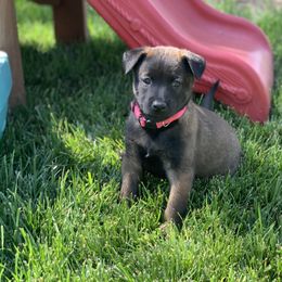 Belgian Malinois Puppies from Tehachapi Malinois
