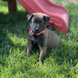 Belgian Malinois Puppies from Tehachapi Malinois