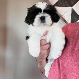 Shih Tzu Puppies from Crown Dynasty Shih Tzu