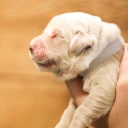 Wendy (Silver collar) - Golden female Golden Retriever puppy in Mason, Michigan from Sweet Breeze Acres
