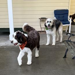Aussiedoodle and Australian Shepherd All Grown Up from Silvercreek Aussies and Aussiedoodles