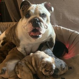 Bulldogs from Erimis Bulldogs