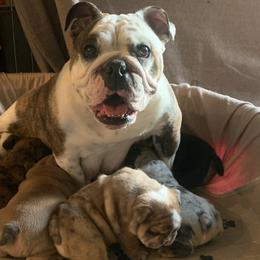 Bulldogs from Erimis Bulldogs