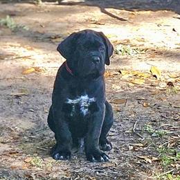 Red boy - Black male Cane Corso puppy in Mc Ewen, Tennessee from Worldwide Kennels