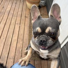 Stetson - Bulldog