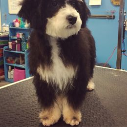 Miri - Bernedoodle