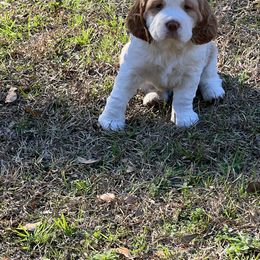 English Springer Spaniel Puppies from English Springer Spaniels at Lands Lodge