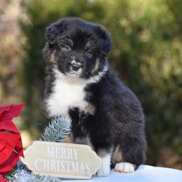 Purple - Black tri-color female Australian Shepherd puppy in Pilot, Virginia from Obsidian Australian Shepherd
