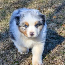 Jasper - Blue merle male Australian Shepherd puppy in Appomattox, Virginia from Danell Australian Shepherd