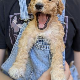 Yellow collar - Apricot male Goldendoodle puppy in Olympia, Washington from Sinclairdoodles