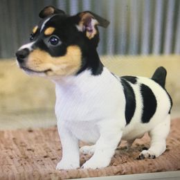 Teddy Roosevelt Terrier Puppies from Big Grove Farms