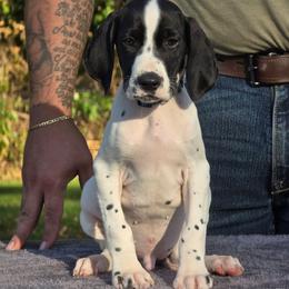 Blue collar male - Black and white male German Shorthaired Pointer puppy in New York from Bishop Kennels