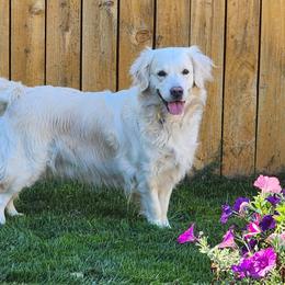 Buttercup - Golden Retriever