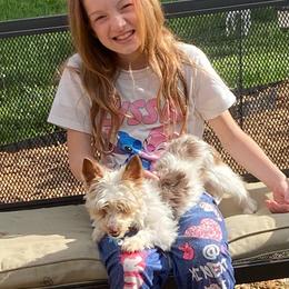 Chase AKC Full rights - Parti male Yorkshire Terrier puppy in Elizabethtown, Kentucky from Teeny Tiny Puppy Tails