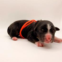 Bourbon - Black tri-color male Australian Shepherd puppy in Placerville, California from BFF Aussies