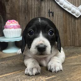 Nook - Black female Dachshund puppy in Redding, California from CountrySide Wieners