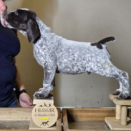 Keebler - German Shorthaired Pointer puppy from Honor German Shorthaired Pointers