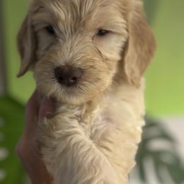 Bobby - Cream male Goldendoodle puppy in Tucson, Arizona from Cheryl's Goldendoodles