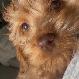 Arlo - Golden male Cockapoo puppy in 77304, Texas from Little Valley Puppies