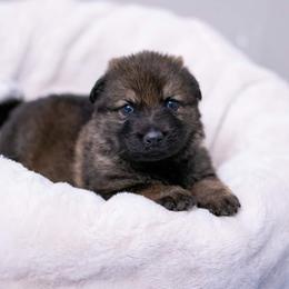 German Shepherd Puppies from Reign Land
