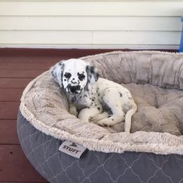 Dalmatian Puppies from Speckled Spots Dalmatians