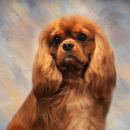 Cavalier King Charles Spaniels from Saranade Cavaliers
