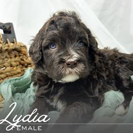 Lydia - Brown and white female Portuguese Water Dog puppy in Asheville, North Carolina from Top Notch Portuguese Water Dogs