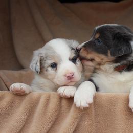 Border Collie Puppies from C Bar C Ranch