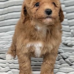 Fred - Red male Cavapoo puppy in Salem, New Jersey from Dreamy Night Doodles