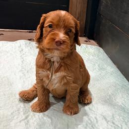 Napster - Caramel red male Australian Labradoodle puppy in Alamo, Texas from QuiSal Labradoodles