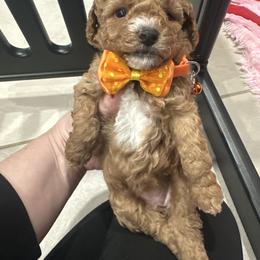 Valentina - Apricot female Maltipoo puppy in Apple Valley, California from Boujeepups