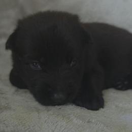 Peach Girl - Black coat - Black female German Shepherd puppy in Elijay, Georgia from Mission K9