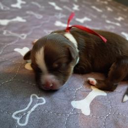 Ruby (red) - Red tri-color female Australian Shepherd puppy in Okeechobee, Florida from Rothsolid Puppies