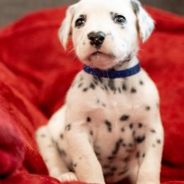 Thunder - White and black male Dalmatian puppy in Cleveland, Texas from Arrowhead Dalmatians