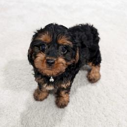Olga - Black female Cavapoo puppy in Bourne, Massachusetts from Shih Tzu Pups