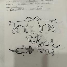 Cold moon - Black and white female German Shorthaired Pointer puppy in San Antonio, Texas from Alvarado Farm Kennels, LLC