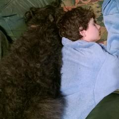 Bouvier des Flandres All Grown Up from Tomten Bouviers