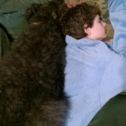 Bouvier des Flandres All Grown Up from Tomten Bouviers