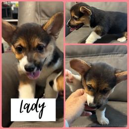 Lady (Peach) - Black and tan female Pembroke Welsh Corgi puppy in Dickinson, Texas from Careaga Farms