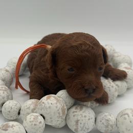 Saffron - Red  female Poodle puppy in Southampton, New Jersey from Lavishly Loved Pets LLC
